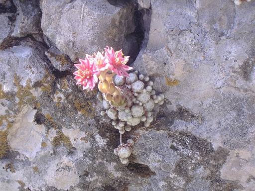 Sempervivum tectorum e  aracnoideum